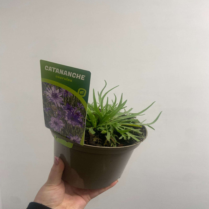 Catananche caerulea 9cm/2L -