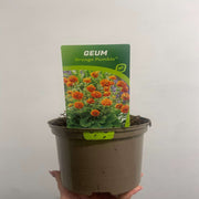 Geum 'Orange Pumpkin' 2L -
