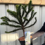 Araucaria Araucana Monkey Puzzle Tree | Large Tree | 7.5L Pot | Height including pot 70-80cm -