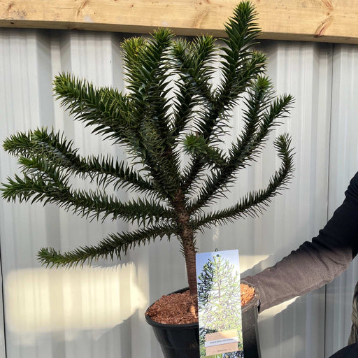 Araucaria Araucana Monkey Puzzle Tree | Large Tree | 7.5L Pot | Height including pot 70-80cm -
