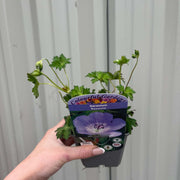 Geranium 'Rozanne' 9cm / 2L