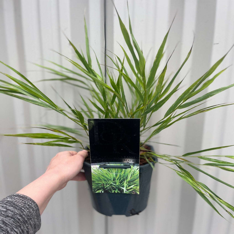 Hakonechloa macra Grass 9cm / 2L