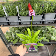 Primula vialii 9cm / 3L -