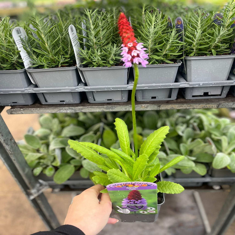Primula vialii 9cm / 3L -