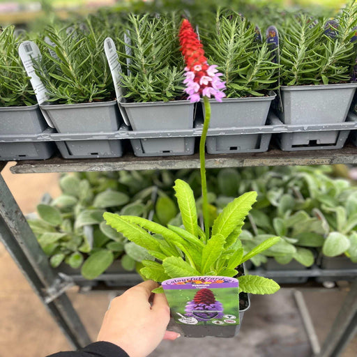 Primula vialii 9cm / 3L -