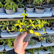 Vinca minor 'illumination' (periwinkle) 9cm -