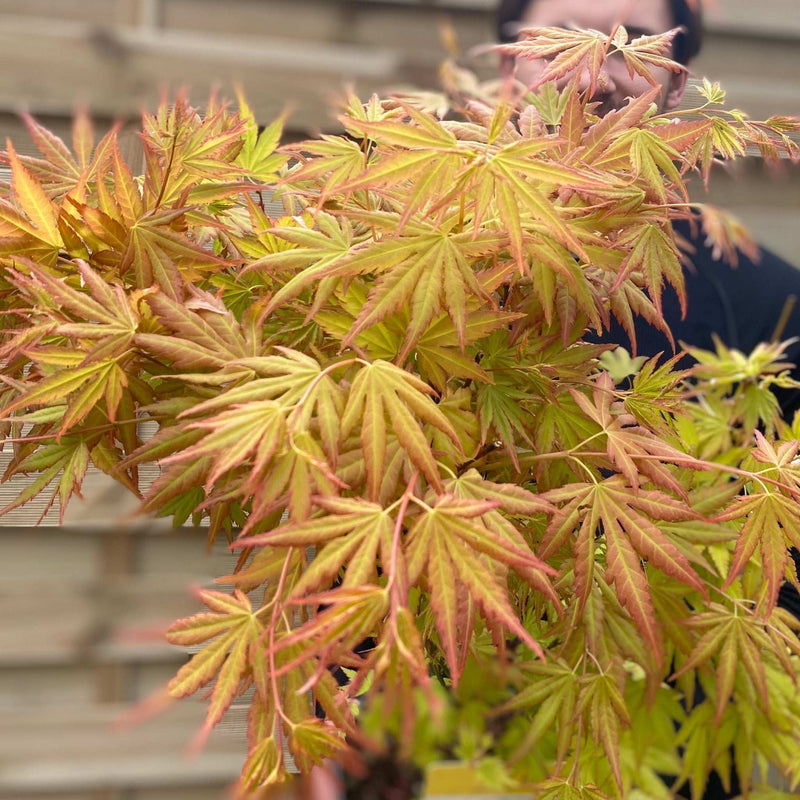 Acer palmatum 'Orange Dream' 10.5cm / 2L / 3L / 10L