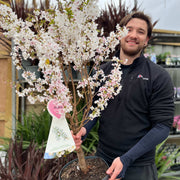 Ornamental Flowering Cherry Blossom Tree -  Nipponica ‘Brilliant' 7.5L 1m