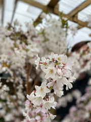 Ornamental Flowering Cherry Blossom Tree -  Nipponica ‘Brilliant' 7.5L 1m