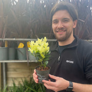 Euonymus japonica 'Himalaya' 9cm/2L/5L -