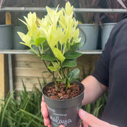 Euonymus japonica 'Himalaya' 9cm/2L/5L -