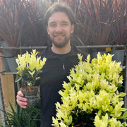 Euonymus japonica 'Himalaya' 9cm/2L/5L -