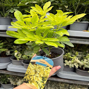 Choisya ternata Sundance - Brica/Lich 9cm-5L -