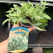 Buddleja Butterfly Candy 'Little White' 9cm/1L/3L -