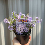 Phlox subulata 'Emerald Cushion Blue' 9cm Pot -