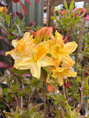 Azalea knaphill 'Harvest Moon' 5L (80-90cm inc. pot) -