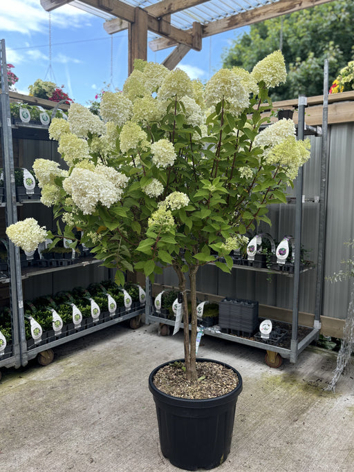Hydrangea Limelight Tree in Terracotta Pot (150-180cm including the pot) -