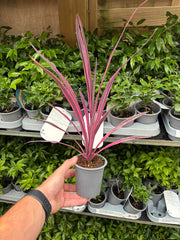 Cordyline Pink Passion 9cm / 1.5L -
