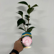 Camellia 'Desire' 9cm / 5L -