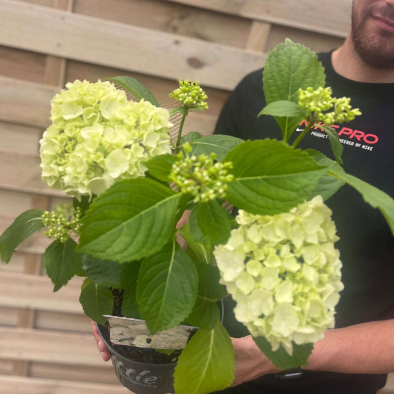 Dwarf Hydrangea | Hydrangea macrophylla 'Little White' 2L