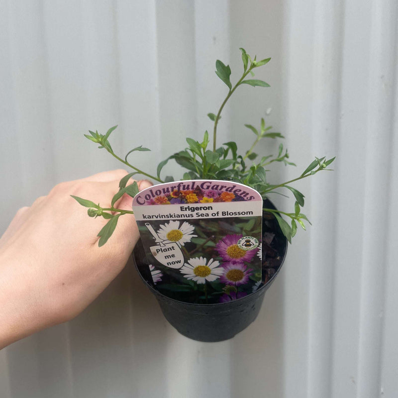 Erigeron karvinskianus 'Sea of Blossom' 9cm -