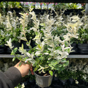 Euonymus fortunei 'Harlequin' 9cm / 1.5L / 2L -