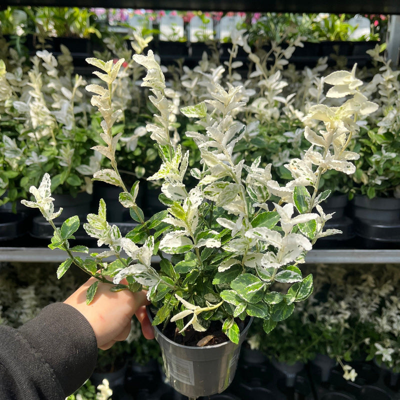 Euonymus fortunei 'Harlequin' 9cm / 1.5L / 2L -