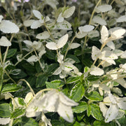 Euonymus fortunei 'Harlequin' 9cm / 1.5L / 2L -