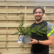 Ceanothus 'Blue Mound' 2L -