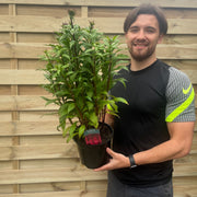 Lobelia speciosa 'Fan Deep Rose' 9cm - 3L -