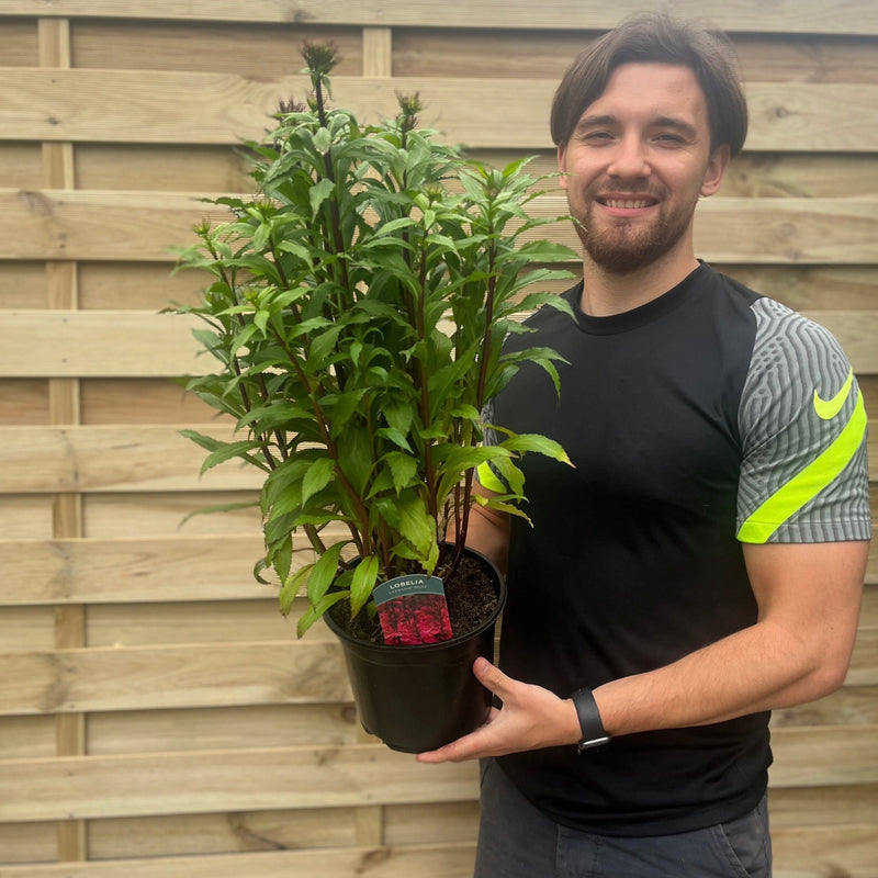 Lobelia speciosa 'Fan Deep Rose' 9cm - 3L -