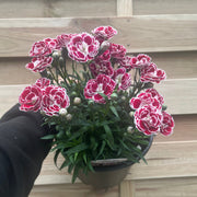 Dianthus Bianca 3L -