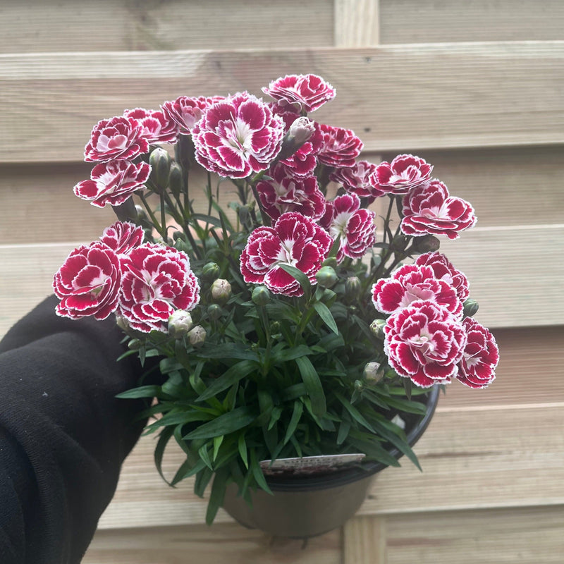 Dianthus Bianca 3L -