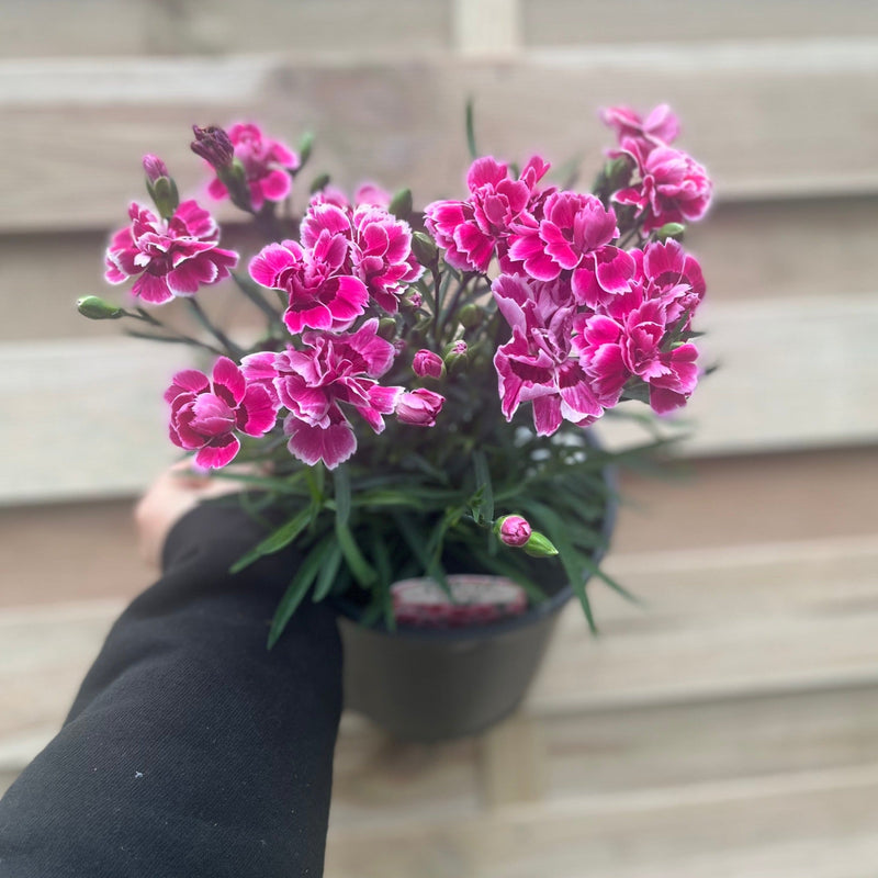 Dianthus 'Esta' 3L -
