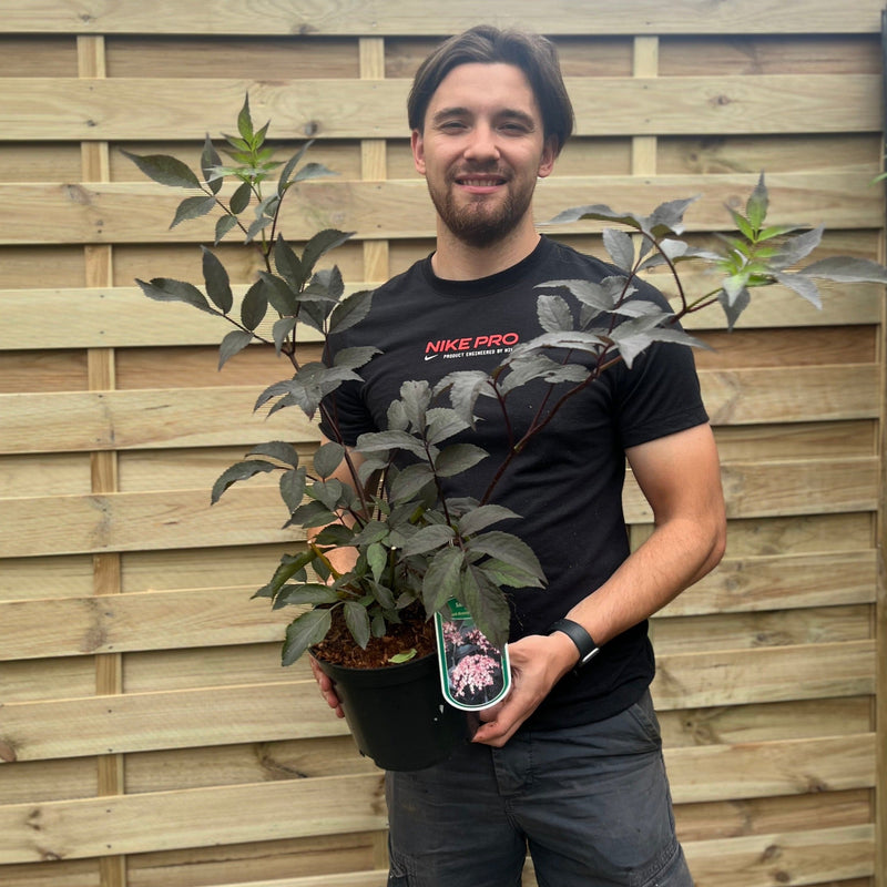 Sambucus nygra 'Black Beauty' 9cm / 3L -