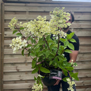 Hydrangea paniculata 'Wim's Red' 2L / 3L / 10L -