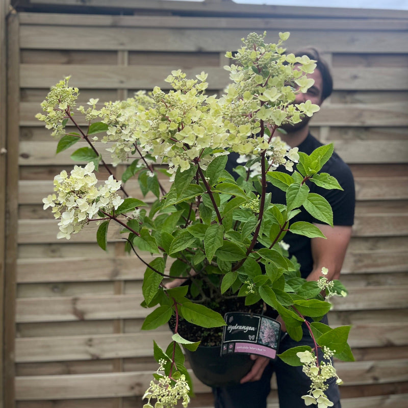 Hydrangea paniculata 'Wim's Red' 2L / 3L / 10L -
