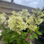Hydrangea paniculata 'Wim's Red' 2L / 3L / 10L -