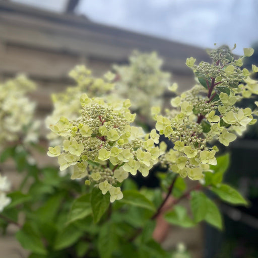 Hydrangea paniculata 'Wim's Red' 2L / 3L / 10L -