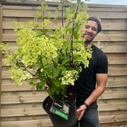 Hydrangea paniculata 'Silver Dollar' 1.5/10L -