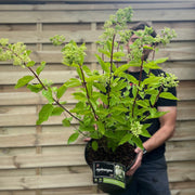 Hydrangea paniculata 'Wim's Red' 2L / 3L / 10L -
