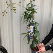 Clematis armandii - 'Enham Star' (Evergreen and Fragrant) -