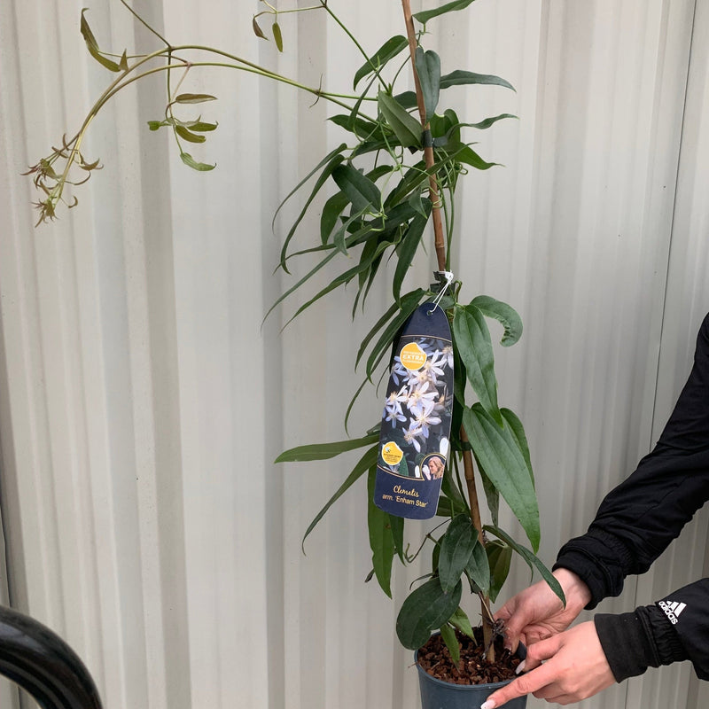 Clematis armandii - 'Enham Star' (Evergreen and Fragrant) -
