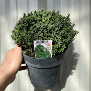 Thymus vulgaris compactus 9cm / 1.5L -