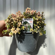 Thymus pulegioides 'Foxley' (Foxley Thyme) 1.5L -