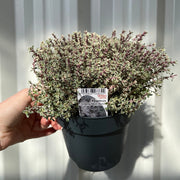 Thymus vulgaris 'Silver queen' (Silver Queen Thyme) 1.5L -