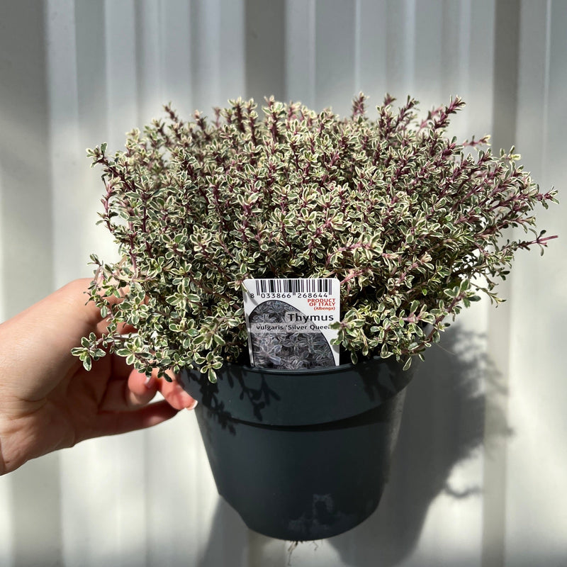 Thymus vulgaris 'Silver queen' (Silver Queen Thyme) 1.5L -