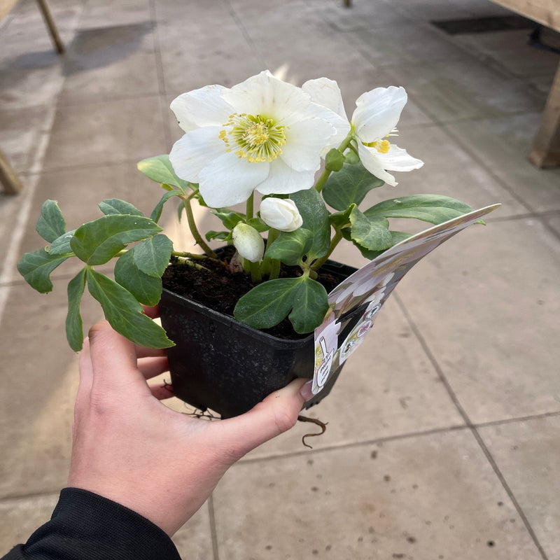 Helleborus nyger 'Christmas Carol' | Christmas Rose | Hellebore | 9cm-2L Available -