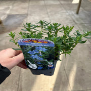 Lithodora 'Heavenly Blue' -