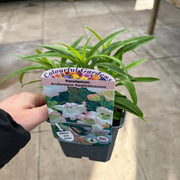 Penstemon Arabesque 'Appleblossom' 9cm/1.5L/2L -